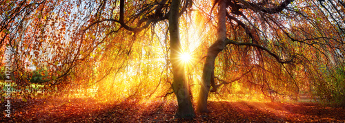 Goldene Sonnenstrahlen im Herbst