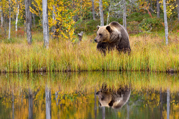 wildflife photo of large brown bear (ursus arctos) in his natural environment in northern finland - 