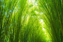 Green Bamboo Leaves  For Background