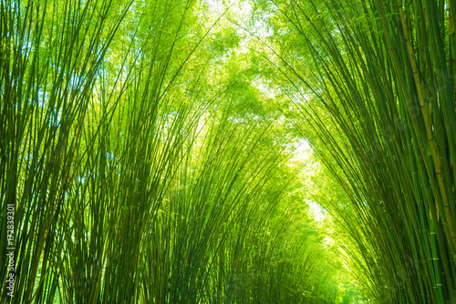 green bamboo leaves for background