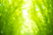 abstract blur bamboo leaves with boken for background