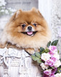 Spitz Pomeranian and Roses