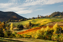 Rural Emilia Romagna, Italy Vineyard