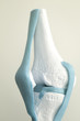 Human knee joint meniscus model