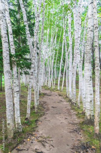 白樺並木 北海道 美瑛町の風景 Buy This Stock Photo And Explore Similar Images At Adobe Stock Adobe Stock 白樺並木 北海道 美瑛町の風景 Buy This Stock Photo And Explore Similar Images At Adobe Stock Adobe Stock