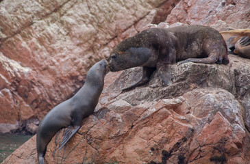 Seals Kissing