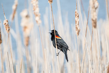 Red-winged Blackbird
