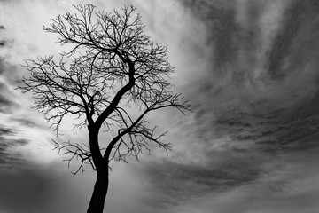 Wall Mural - Silhouette dead tree on dark sky background for scary or death