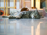 Fototapeta  - Sleeping siamese cat