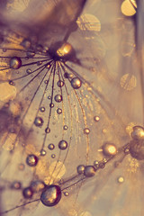 Wall Mural - abstract macro of a dandelion with dew drops. gold drops.