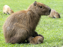 Female Capybara, Hydrochoerus Hydrochaeris, Breastfeeding
