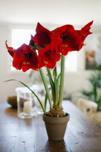 Red Amaryllis Blooming, Flowering In A Pot Inside A House. Big Flowered Hippeastrum