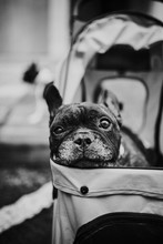 French Bulldog In A Baby Carriage