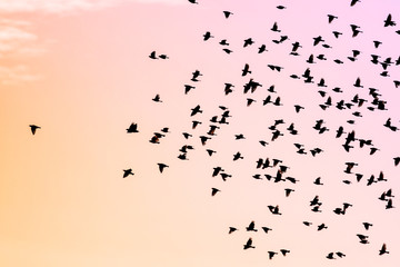 Flock of black birds against a pink and orange sunset sky