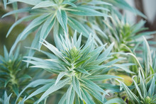 Closeup Of Green Plant In Garden