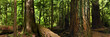 © Jason Denning/Stocksy - Old Growth Rainforest