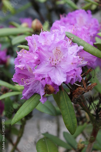 Plakat rododendron