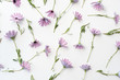High angle full frame view of soft purple daisies scattered on white background