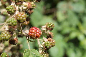 Wall Mural - blackberry