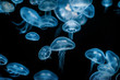 © Andreas Gradin/Stocksy - jellyfish