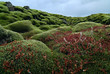 © Daxiao Productions/Stocksy - Stacked focus photograph of Icelandic mossy lava fields in south iceland