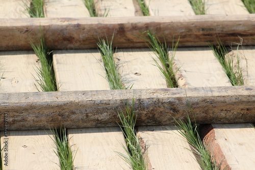 Fototapeta na drzwi i meble Grass growing in wood pallet