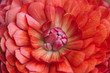 © Kerry Murphy/Stocksy - Macro of center of ranunculus flower