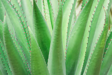 Green Aloe Succulent
