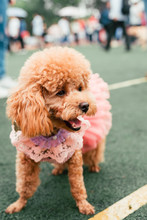 Poodle Dog Wearing Pink Skirt