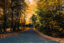 Country Road In The Fall