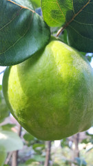 quince on the branch