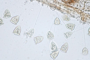 Wall Mural - Vorticella is a genus of protozoan under microscope view.