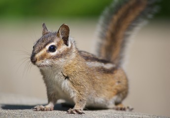 Inquisitive Chipmunk 