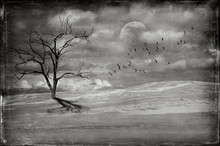 Flock Of Birds And Lone Dead Leafless Tree In Barren Deserted Landscape. Black And White Digital Photo Manipulation. Climate Change And Global Warming Concepts.