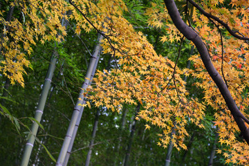 Wall Mural - Japanese maple foliage, Kyoto, Japan