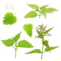 Wall Mural - young leaves of nettle on a white background