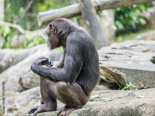 Plakat bliska szympansa