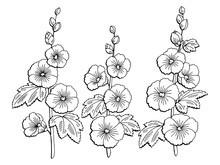 Mallow Flower Graphic Black White Isolated Sketch Illustration Vector