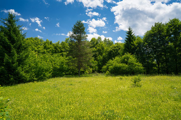 summer meadow and blue sky