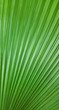 © lana839 - Green Leaves for Background