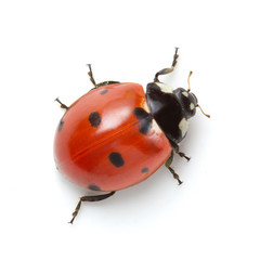 Ladybug isolated on white background