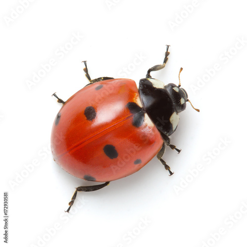 Ladybug isolated on white background Tableau sur Toile