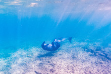 Monk Seals Underwater
