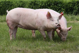 Fototapeta Zwierzęta - Pink growing pigs grazing on rural pig farm