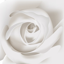 White Rose Close-up Background