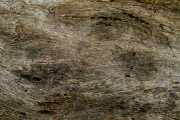 wood texture background / surface tree close up