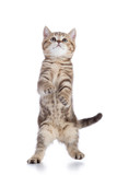 Fototapeta Koty - Standing cat kitten isolated on white background