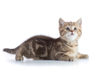 Cute baby tabby kitten isolated on white background