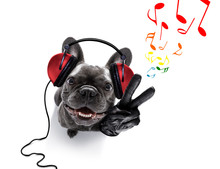 Dog Listening To Music