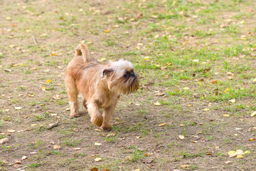  Brussels Griffon dog close-up